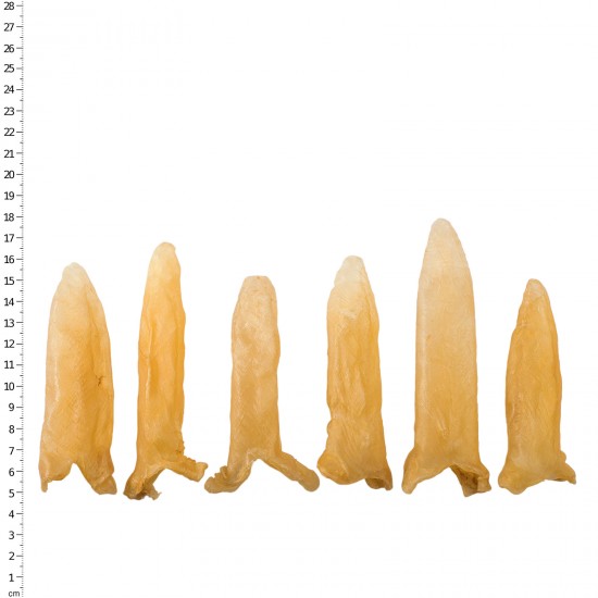 清水鱸魚花膠筒 40頭(300克/半斤/8兩-約20~22隻/盒)